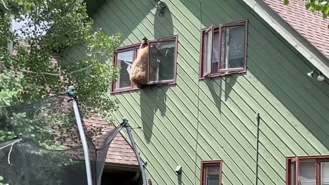 VIDEO | Bear hangs from window of Colorado home, then finds escape through another window