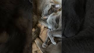 Zamiast cukru #kotel #koty #cats #cat #catshorts #kot #catlover #russianblue #kotek #kitty Zamiast cukru #kotel #koty #cats #cat #catshorts #kot #catlover #russianblue #kotek #kitty