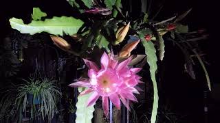 Epiphyllum Blooming