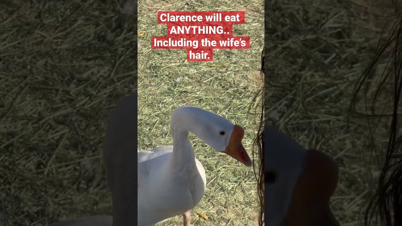 Clarence the Guard Goose loves my wife’s hair!