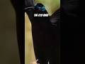#ocd bird #obsessed for cleaning