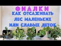 ФИАЛКИ. Как отсаживать лес маленьких или слабых деток. How to separate African Violets small babies.