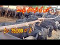 Katta Farming in pakistan || katta farming business|| How to start kata farm|| Farming protocol