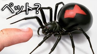 クロゴケグモをペットにしてみた（本当です）