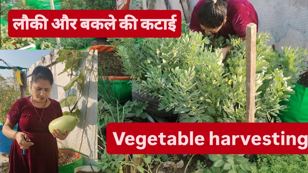 Lauki Harvest from My Terrace Garden 🌿 | Bottle Gourd Harvesting at Home #harvest #growyourownfood 