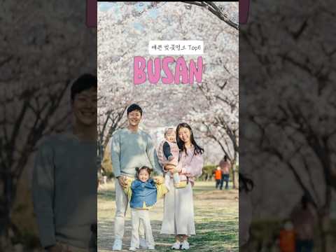 부산 벚꽃 여기 안 가면 후회합니다🌸 현지인만 아는 TOP5