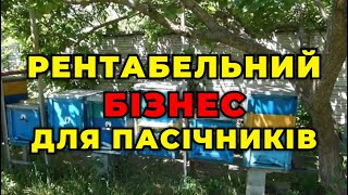 Продам матковивідну пасіку як бізнес!