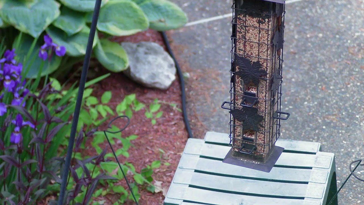 Bird Feeder Livestream YouTube bird-feeder-livestream-youtube
