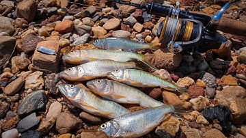 Câu Lure Cá Mương Suối Bằng Mồi Thìa Lượng| Mồi Spoon