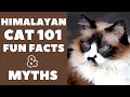 Himalayan Cats 101 : Fun Facts & Myths