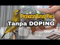 Perawatan Burung PLECI Tanpa DOPING Agar Cepat Buka Paruh Dan GACOR