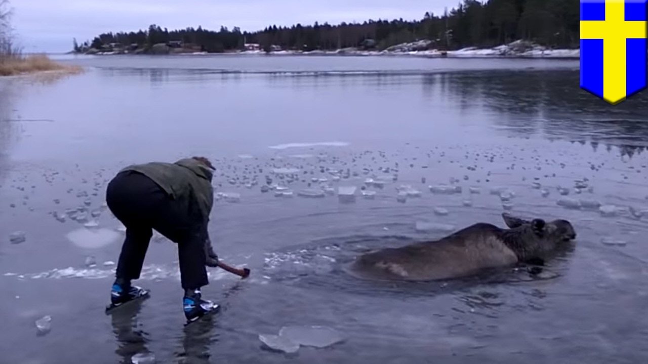 Moose rescued Iceskaters smashed ice on frozen lake to rescue moose