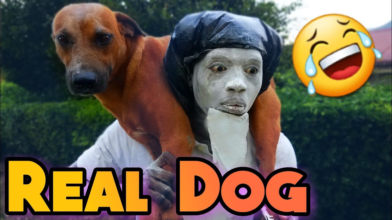Real Dog [ Fry Irish Comedy ]