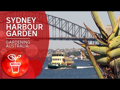 Sydney Harbour seen from the backyard