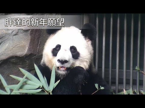 《熊貓早晚安》胖達的新年願望 | iPanda