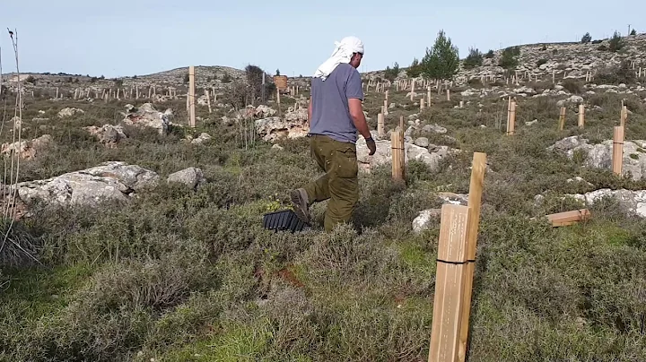 A tree was planted in the Biblical Heartland of Is...