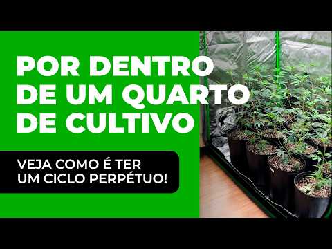 Por Dentro de um Quarto de Cultivo Indoor de Maconha com Habeas Corpus | Setup, Genética e Rotina