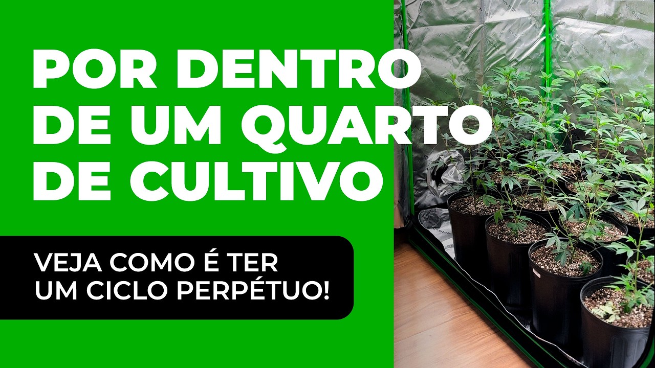 Por Dentro de um Quarto de Cultivo Indoor de Maconha com Habeas Corpus | Setup, Genética e Rotina