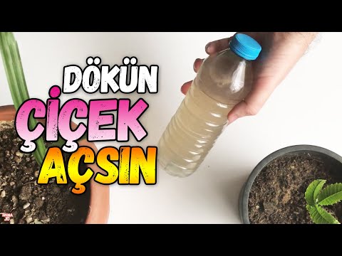 Video: Decembrist Nasıl Beslenir? Evde Bol çiçeklenme Için Borik Asit Ile üst Pansuman. Muz Kabuğu Ile çiçek Açması Için Nasıl Gübrelenir?