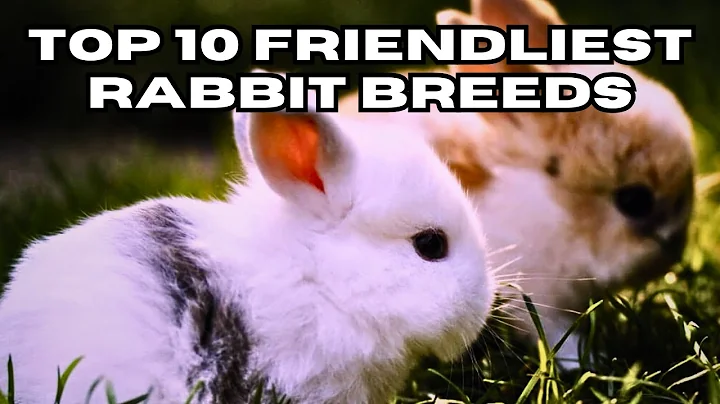 Top 10 Friendliest Rabbit Breeds