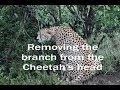 How to Use Photoshop to Remove a Stick from a Cheetah&#39;s Head