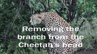 How to Use Photoshop to Remove a Stick from a Cheetah&#39;s Head