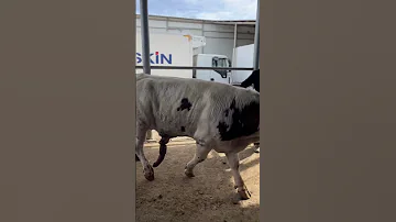 THE BULL WITH THE BROKEN PENIS Dana Bull 