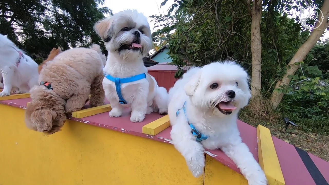 Sunny Heights Dog Run (Singapore) by WoofWaggers YouTube