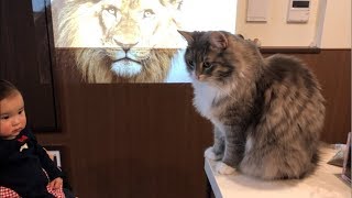 大画面の映像にも平気な猫　ノルウェージャンフォレストキャットA cat that is not surprised by the large screen image.