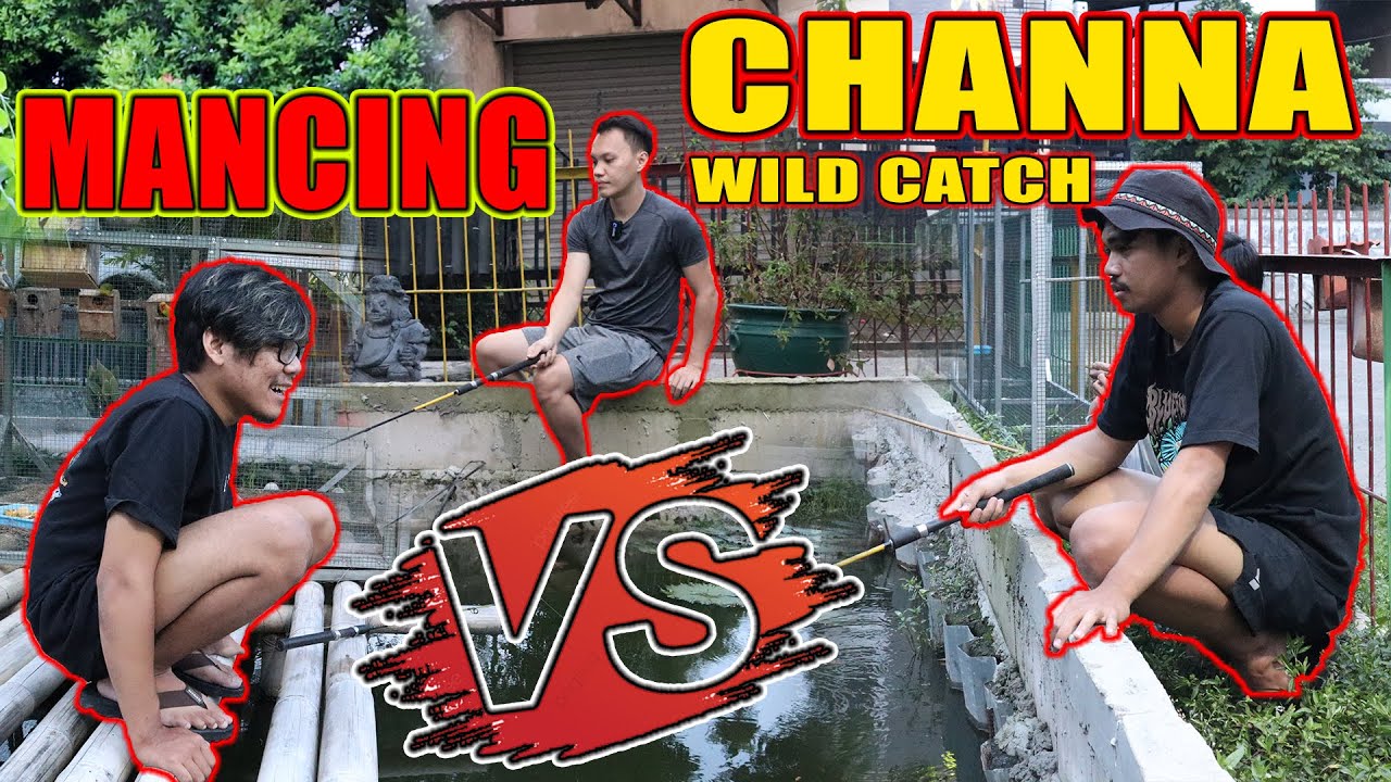 SIAPAKAH YANG MENDAPATKAN CHANNA TERBANYAK ??? @Buddyfish Channel vs @Bang Fish vs @Fajar Arief