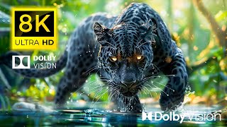 8K ANIMAL WORLD  WORLD Dolby Vision 8K HD | with Relaxing Piano Music  8K ULTRA HD