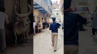 Subscribe me #youtubeshorts #shortvideo #explorepage