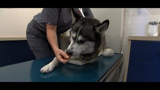 Fact Finders: Are we facing a veterinarian shortage?