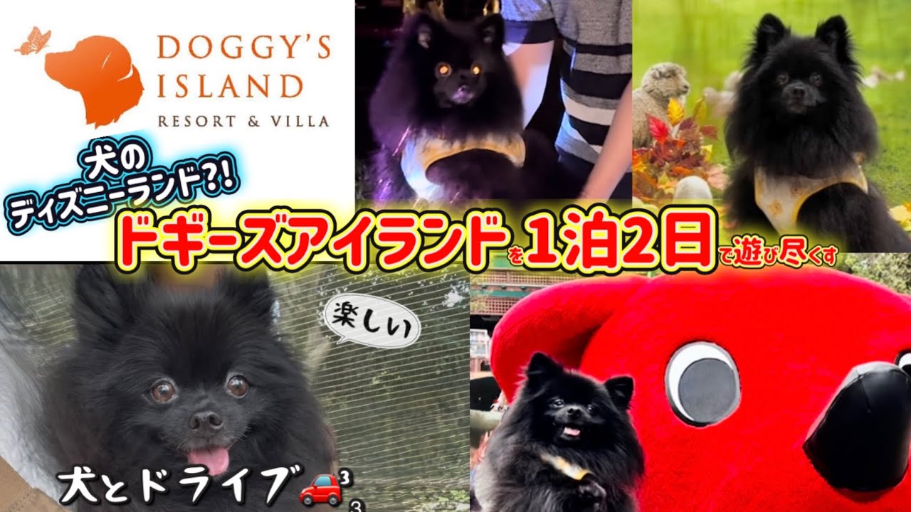 【ドギーズアイランド】1泊2日で最高に遊び尽くす方法！vlog (通称犬のディズニーランド)