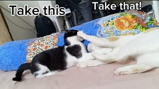 Cats fight for real #cat #cats #catsfight #catvideos by Hope & Fun 626 views 2 months ago 1 minute, 16 seconds