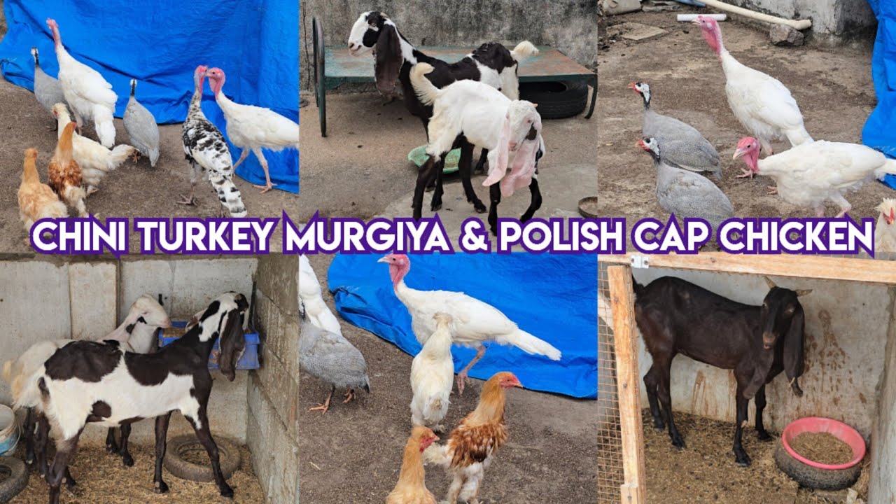 Saste hyderabadi bakriya available in Hyderabad | chini murgi turkey murgiya & polish cap chicken's