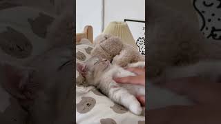 Cute Cat Kitten