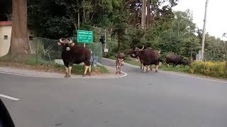 Ooty buffalo