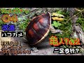 カメガチャ04 改造　セマルハコガメ　いきもの大図鑑　二足歩行　亀人その2