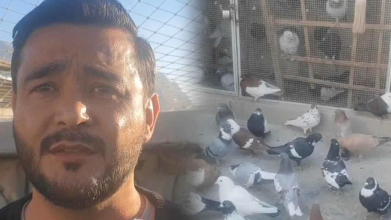 ارباب رضا کا پورے کوئٹہ کے کبوتر بازوں کو چیلنج کسی کے پاس اتنے قیمتی اعلی نسل کے کبوتر نہیں کوئٹہ