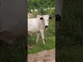 cows are good animals, pls help me subscribe to my channel 🙏#lifeisbutadream #cow #animals #farming