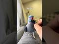 【鳥定期#22】愛すべき鳥たちの動画#ペット #かわいい #鳥#インコ