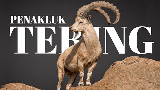 Kambing Gunung | SI PENAKLUK TEBING TERJAL berkaki EMPAT