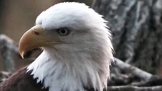 Decorah North Nest~Morning greetings by DM2 ! Great close up 6:45 am 2020\/10\/10