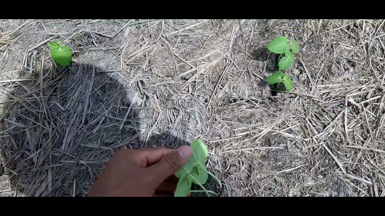 cách trồng đậu bắp phần 7