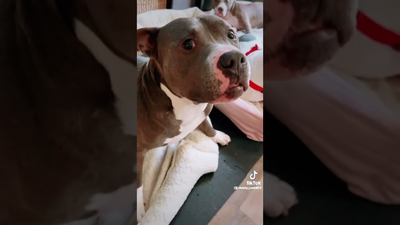 Ogizzle the dog part 4