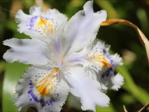 世界に一つだけの花・信長貴富編曲ソプラノ（MIDI）