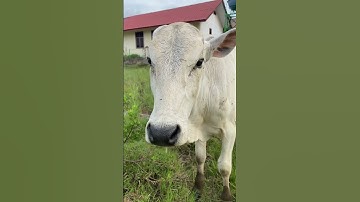 Cows call mom