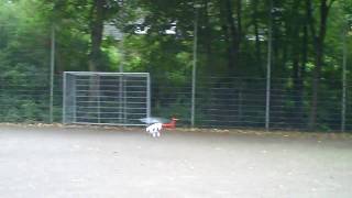 T-REX 450 HUGHES 500E (TESTFLUG)