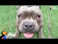 'Crazy' Dog No One Wanted Meets Family That HAD To Have Him - TUGGY | The Dodo Pittie Nation